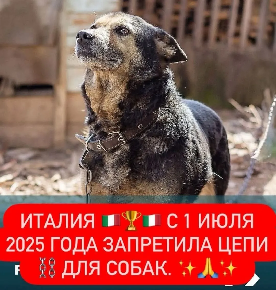 Италия приняла исторический закон, признающий животных разумными существами и ужесточающий наказания за жестокое обращение. #2