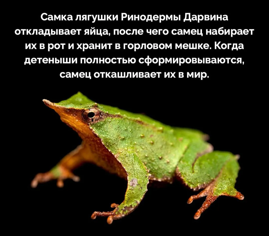 Лягушечку вам принесла #2