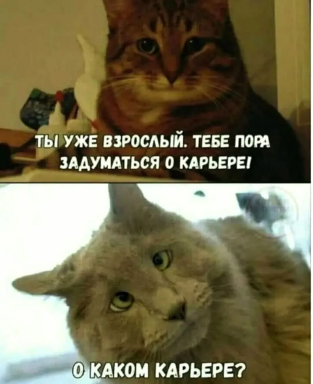 Кошачий юмор #2