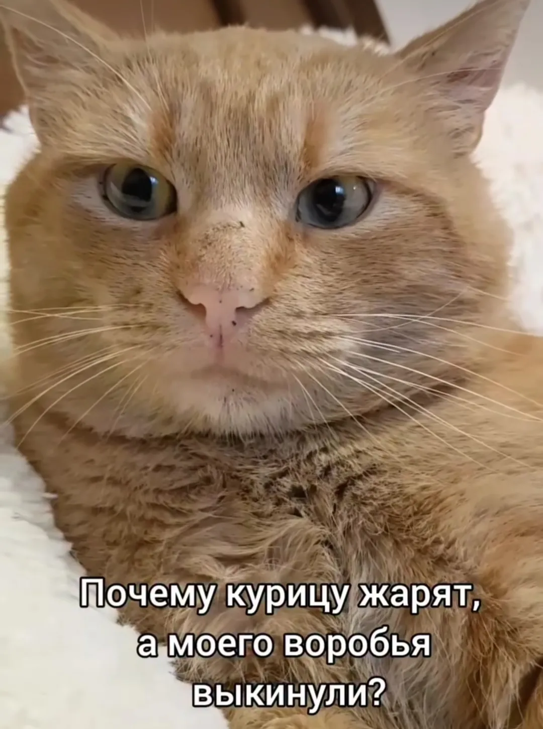 Вопросы кота #2