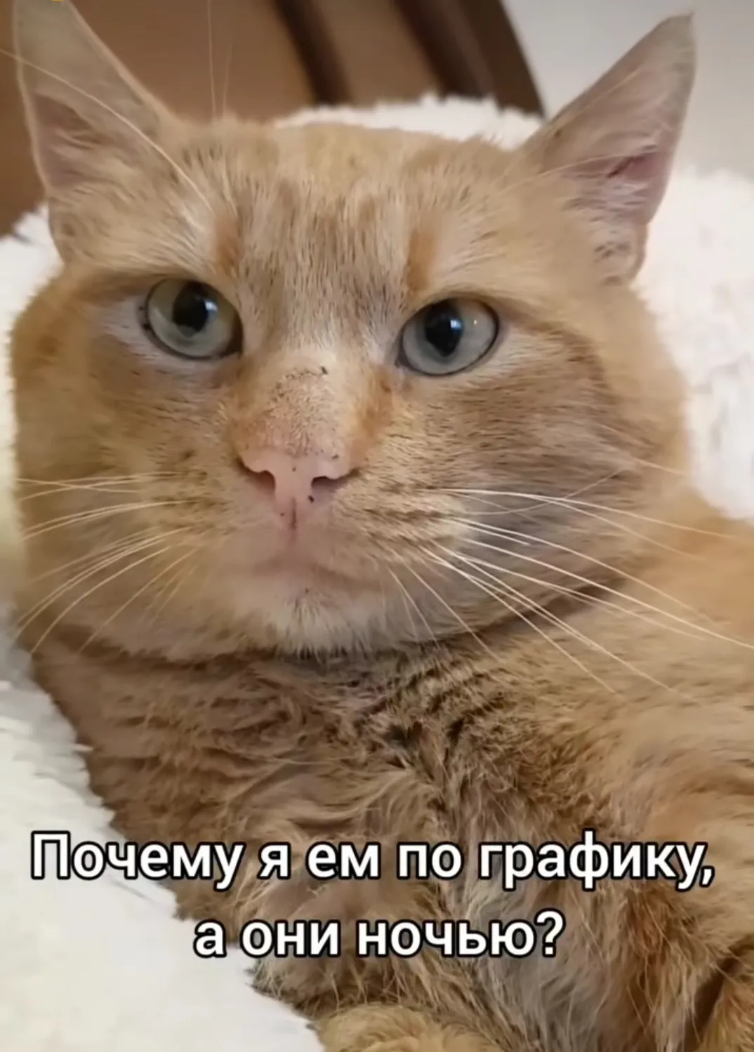 Вопросы кота #3