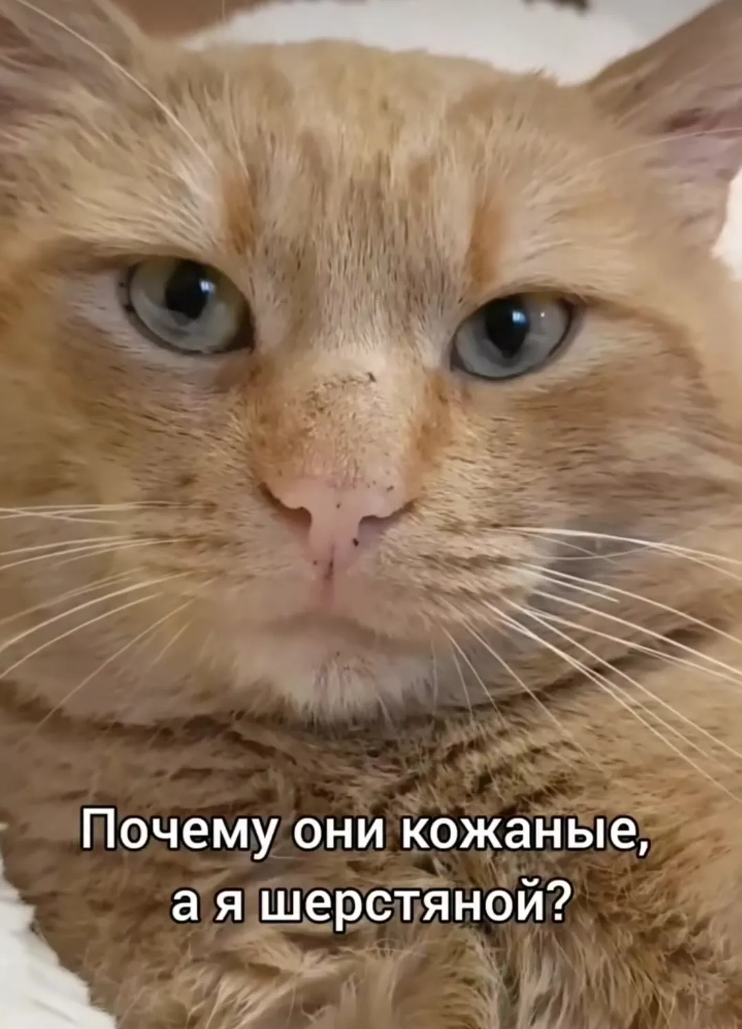 Вопросы кота #5