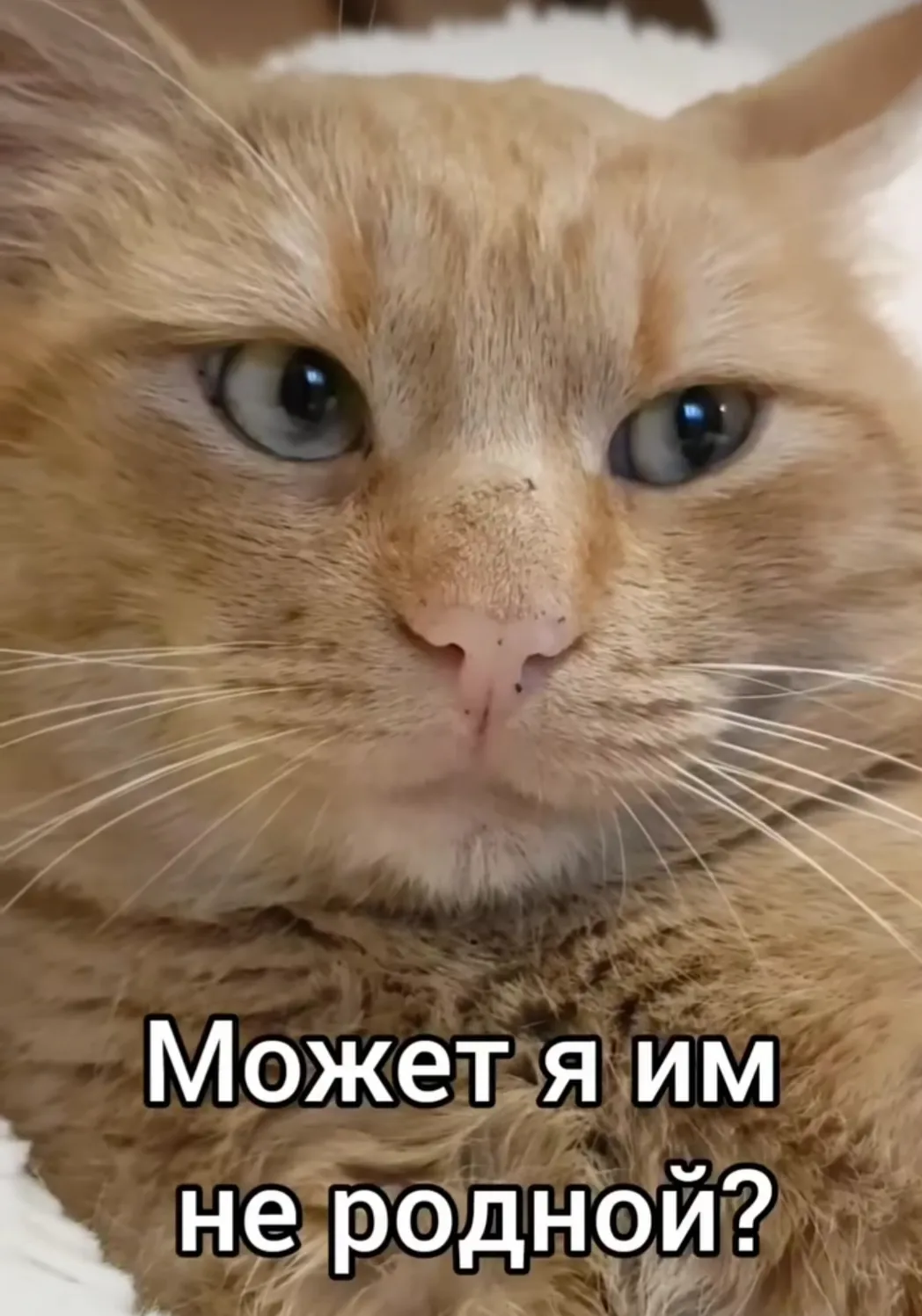 Вопросы кота #6
