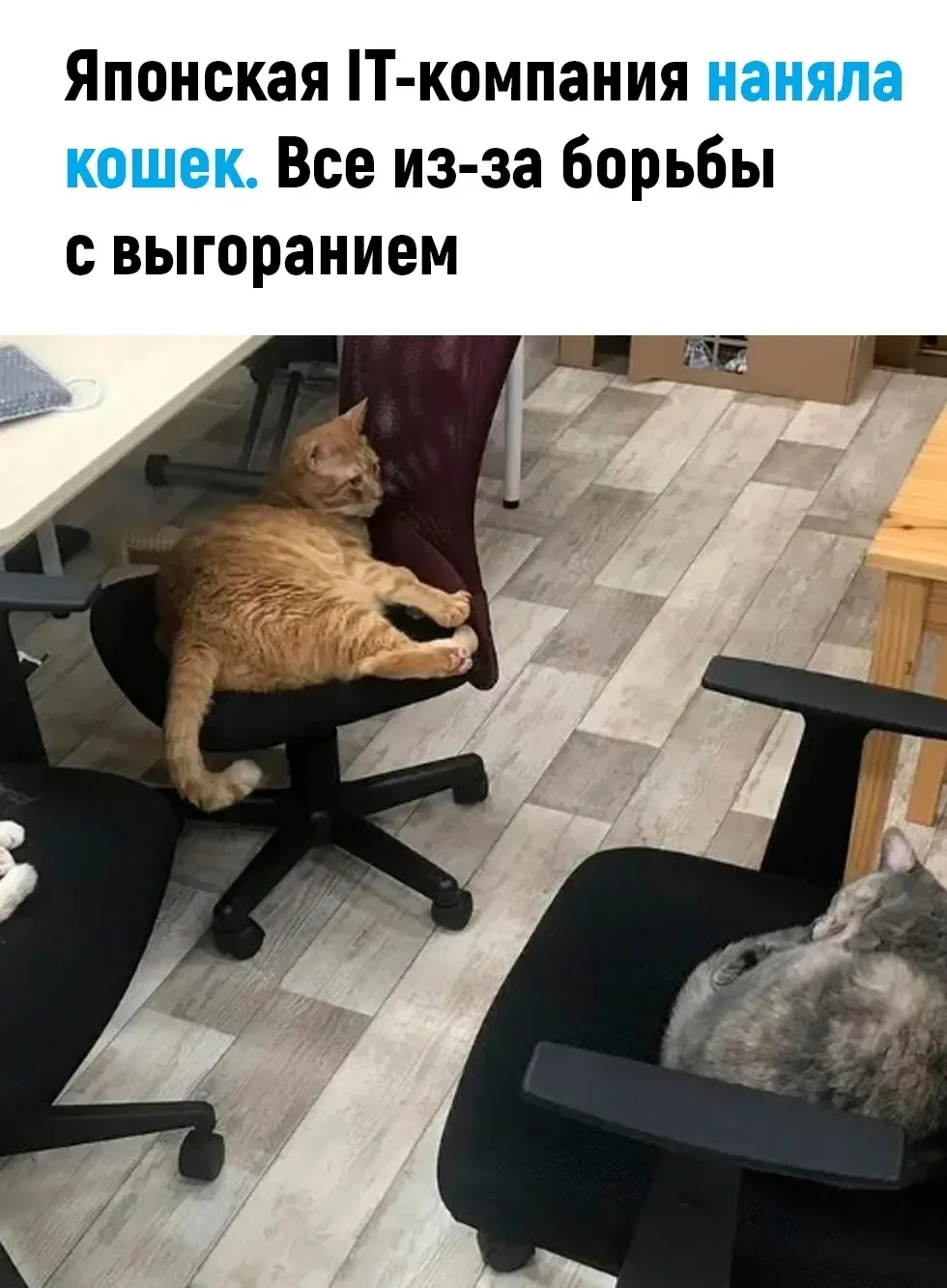Кошечки на работе #2