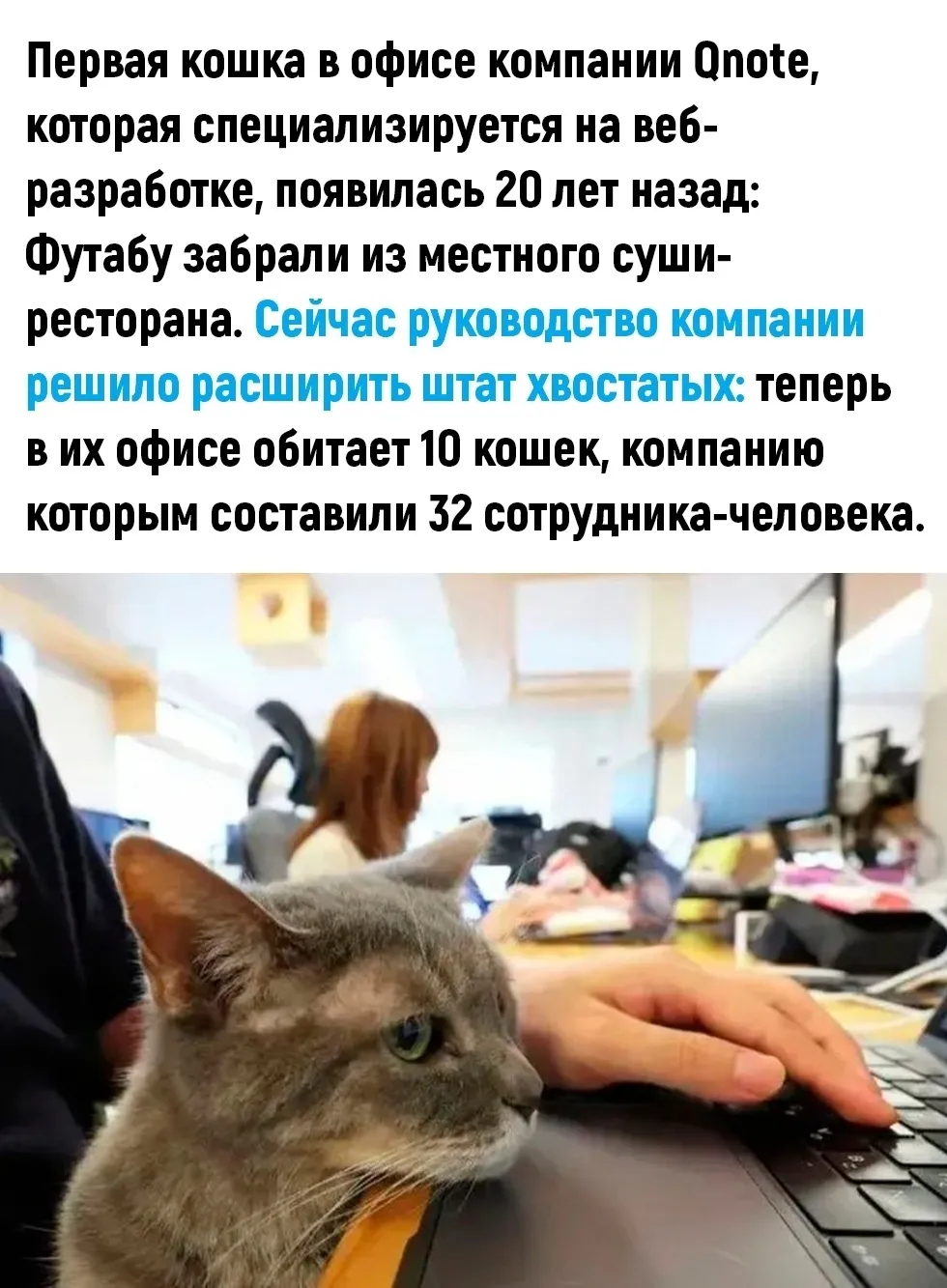 Кошечки на работе #3