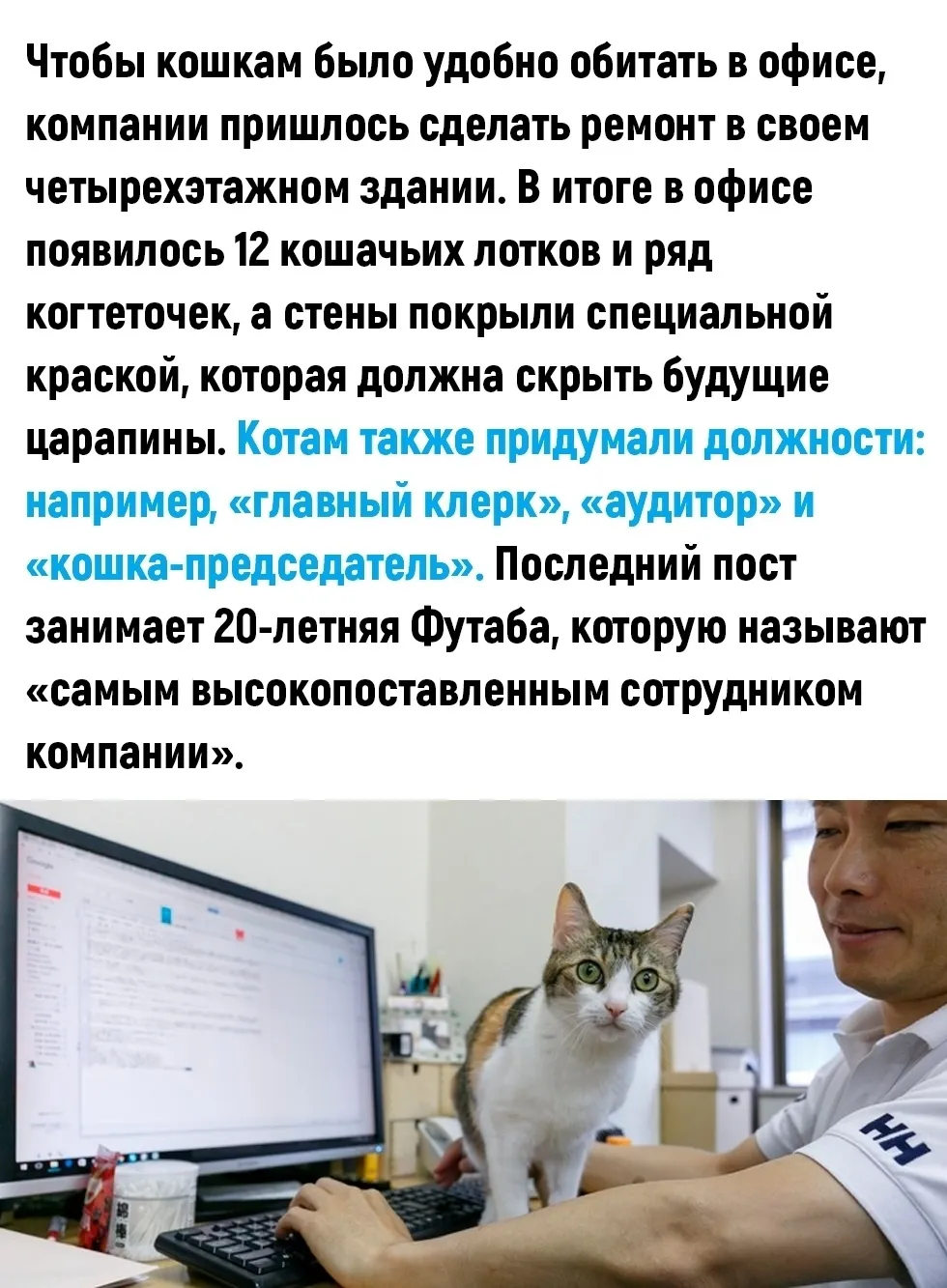 Кошечки на работе #4