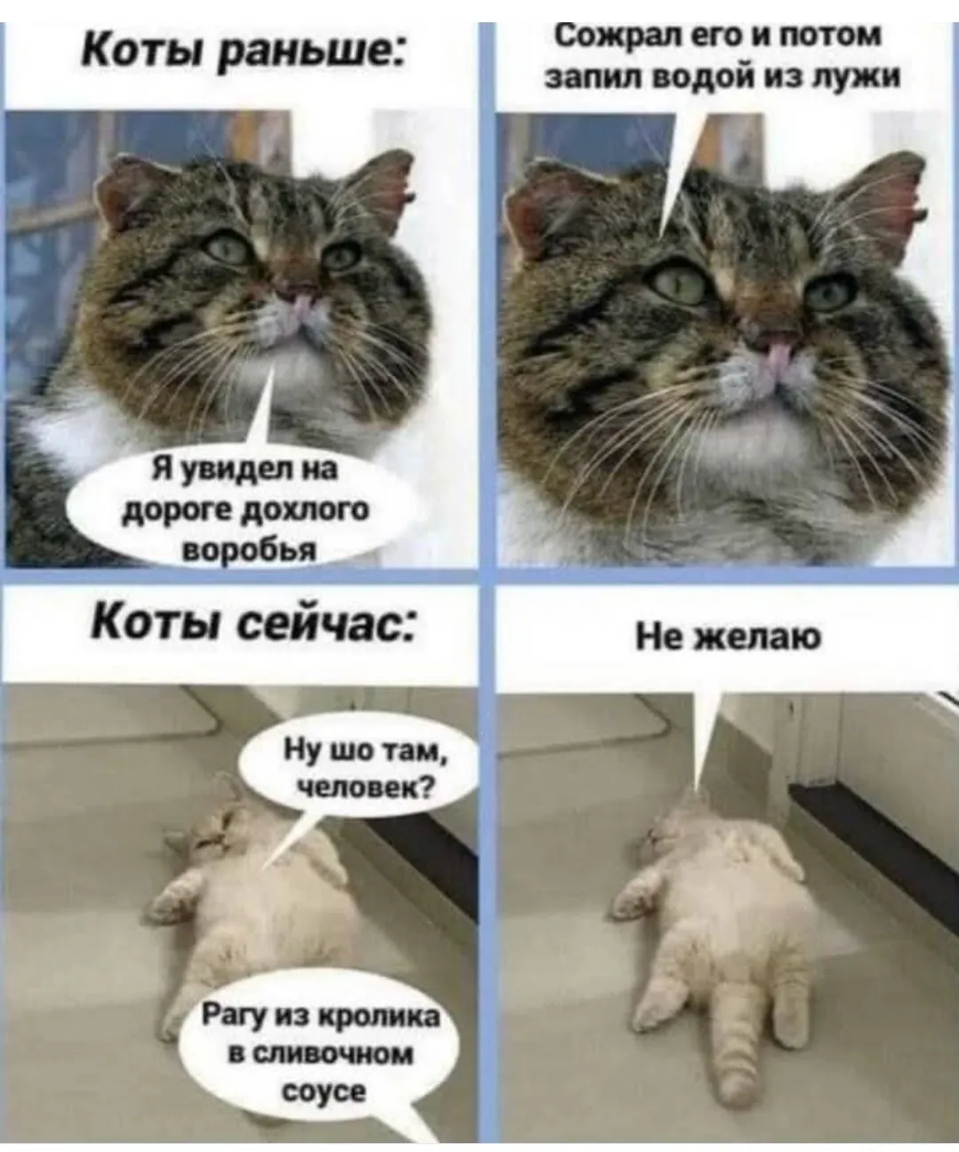 Коты тогда и сейчас #2