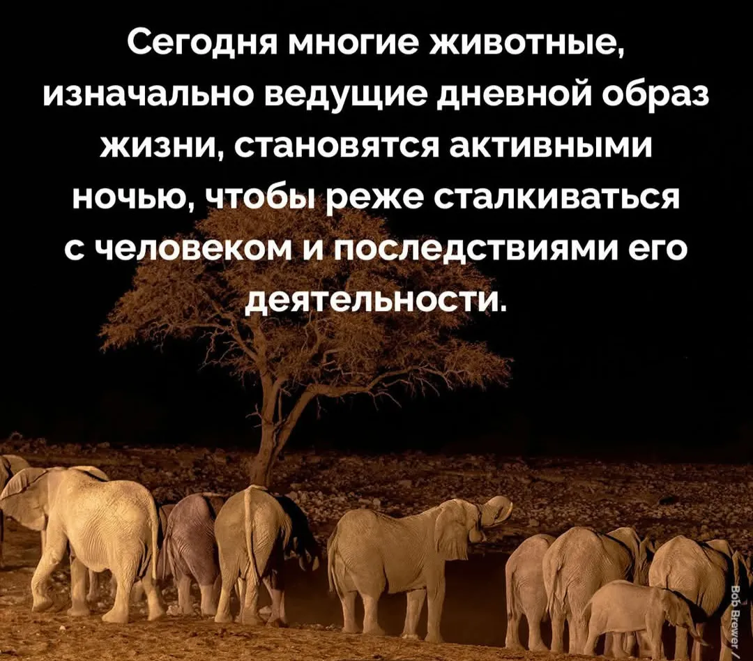 Животные делают правильно #2