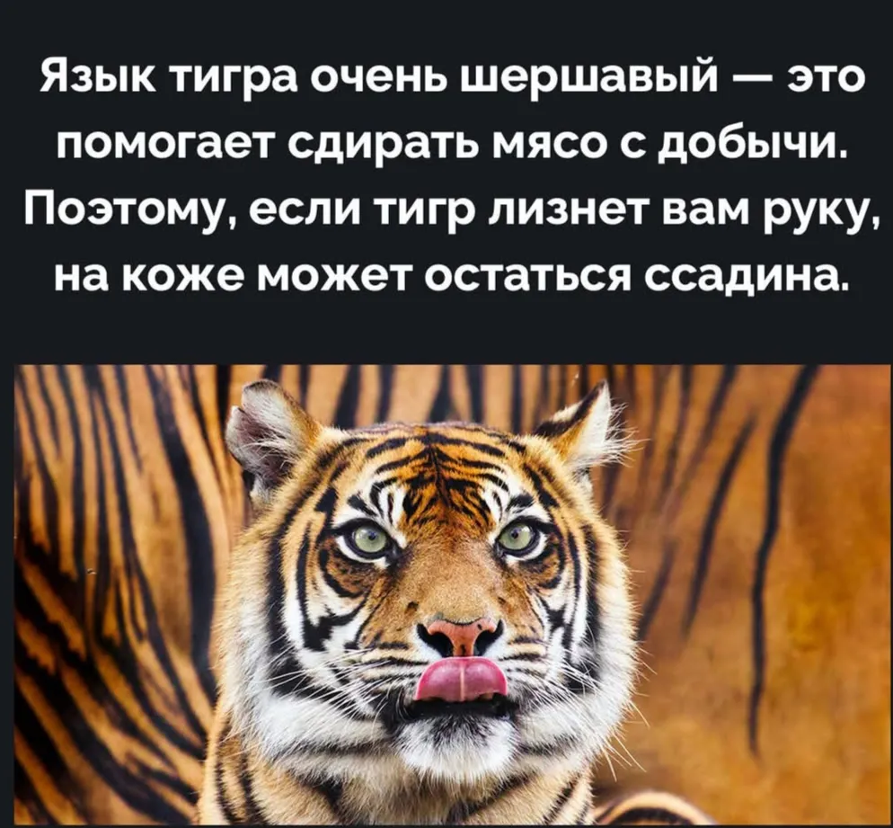 А у вашей киски такой же язык?  #2