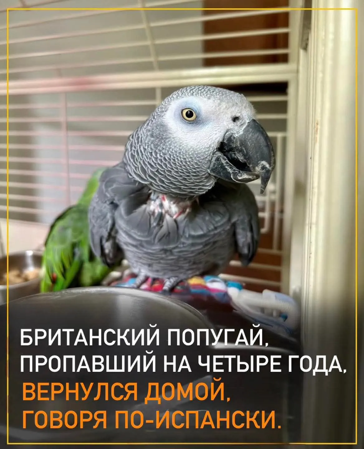 Кеша вернулся!))  #2