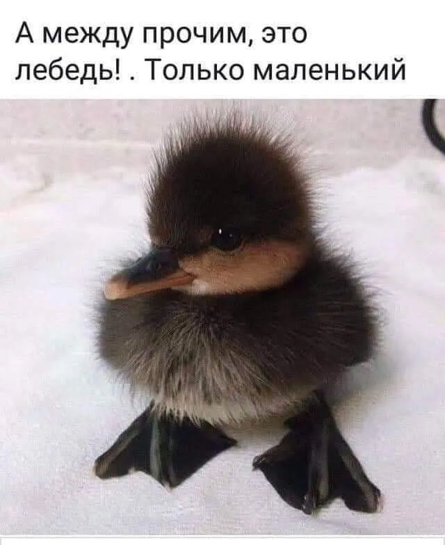 Он не гадкий...  #2