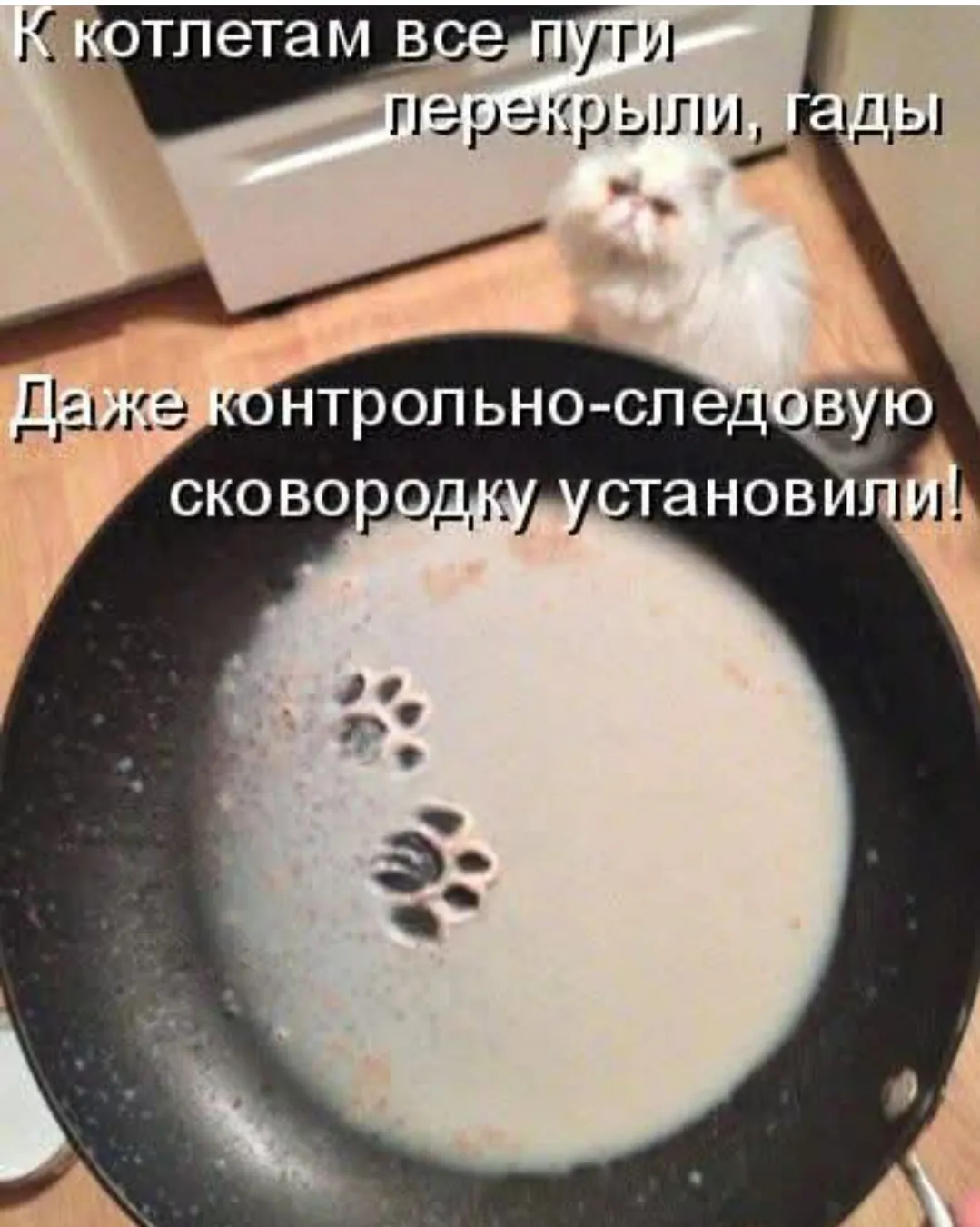 Про кота #2