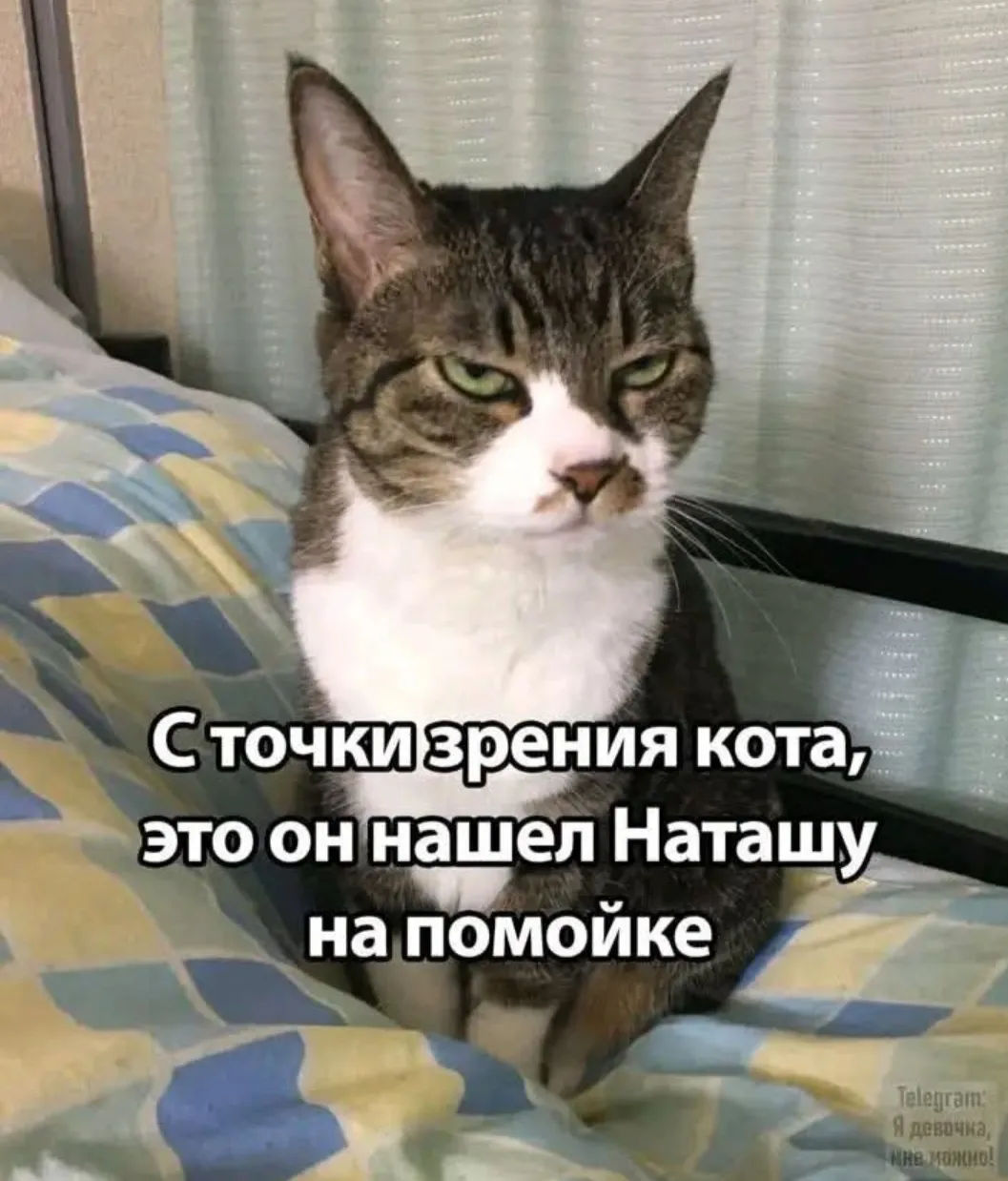 Про кота #4
