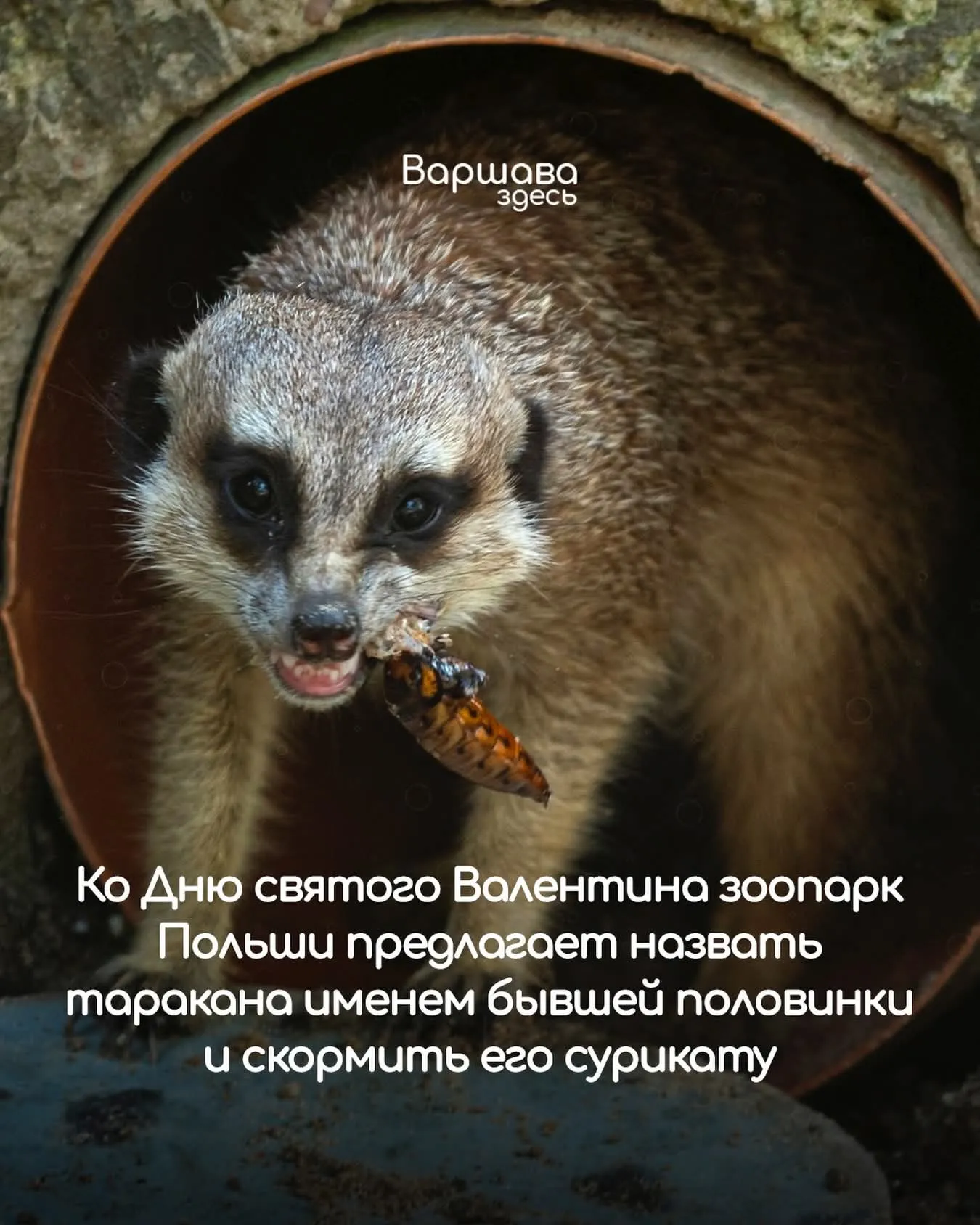 Усыновите таракана  #2