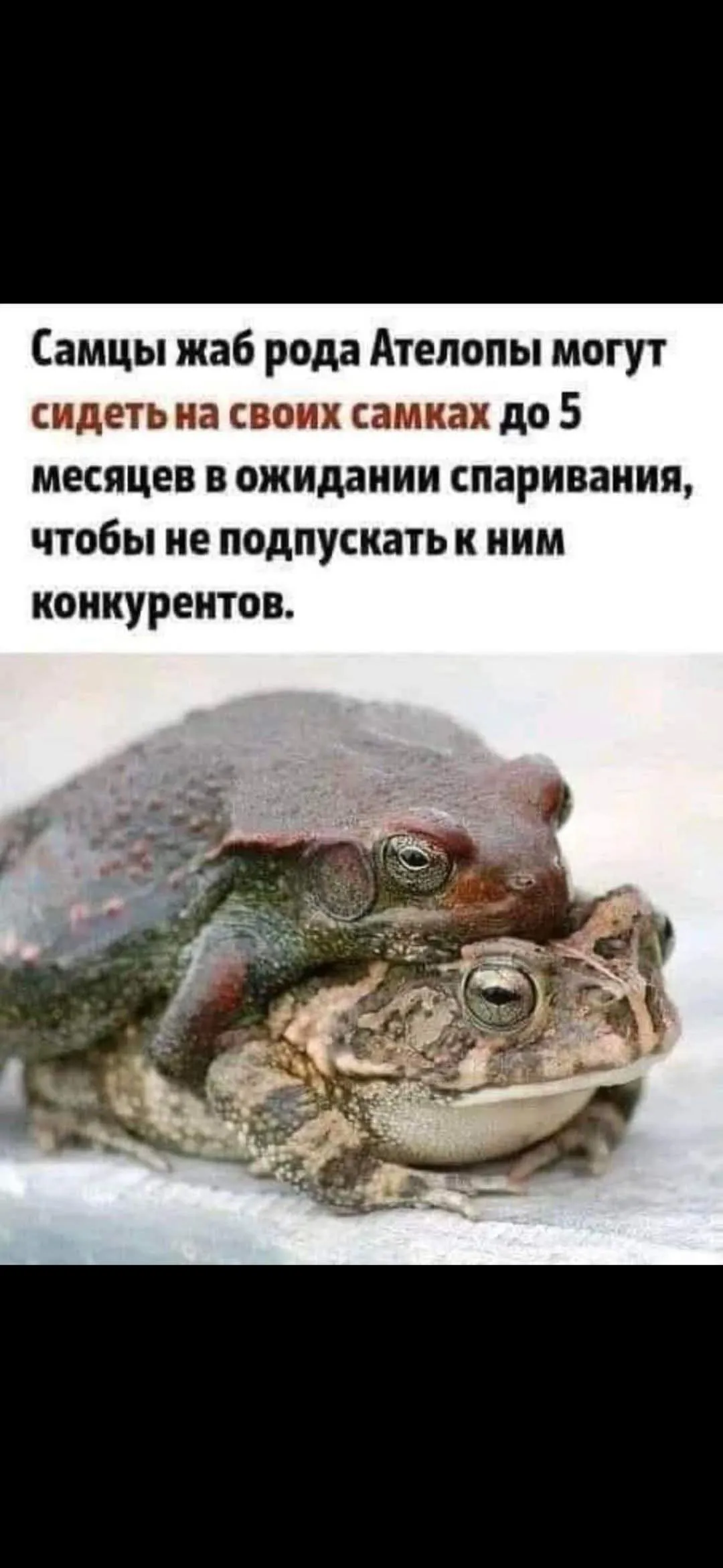 Животный мир достаточно устойчив #2