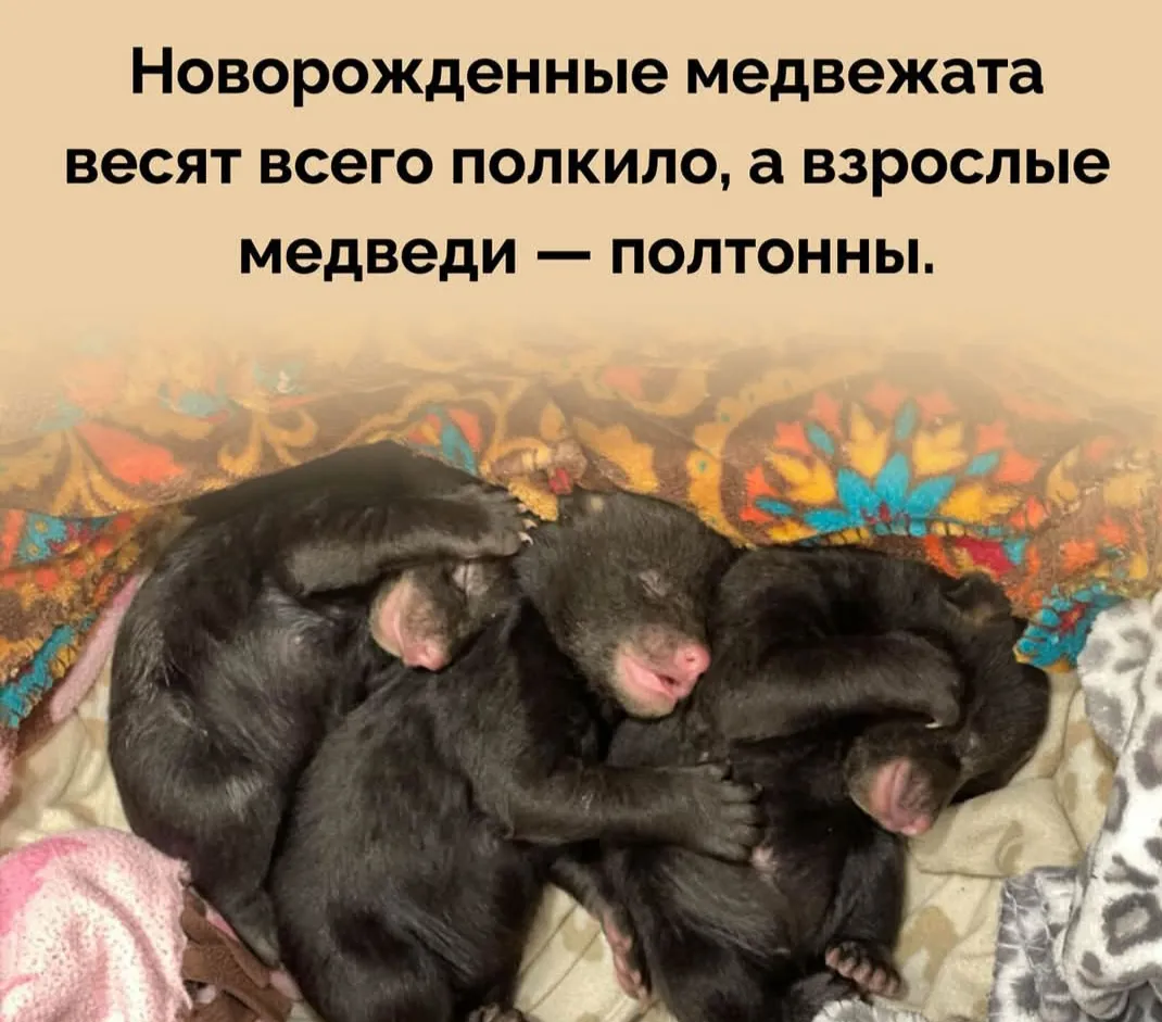 500г - это мишка #2