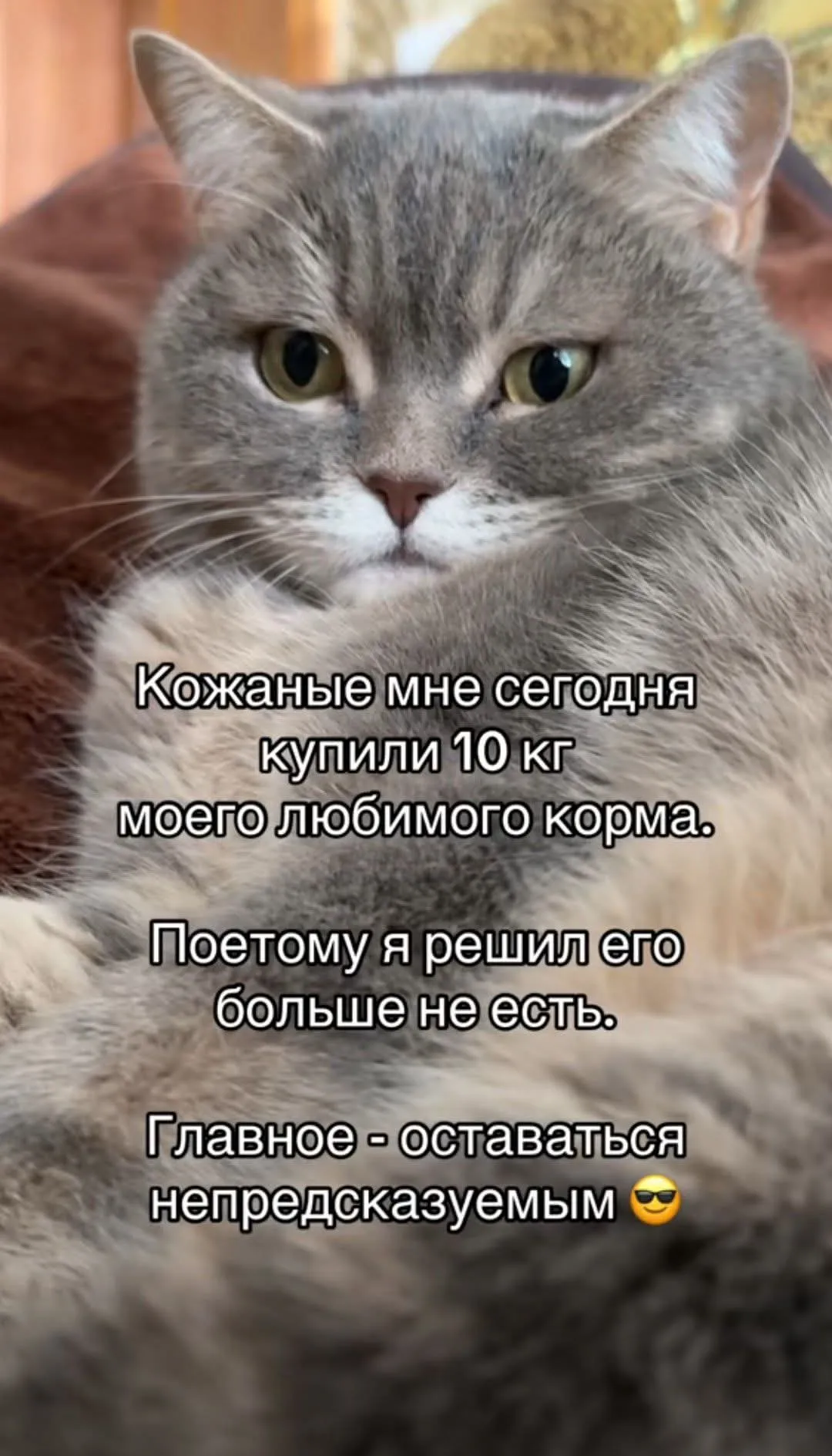 Это все коты)  #2