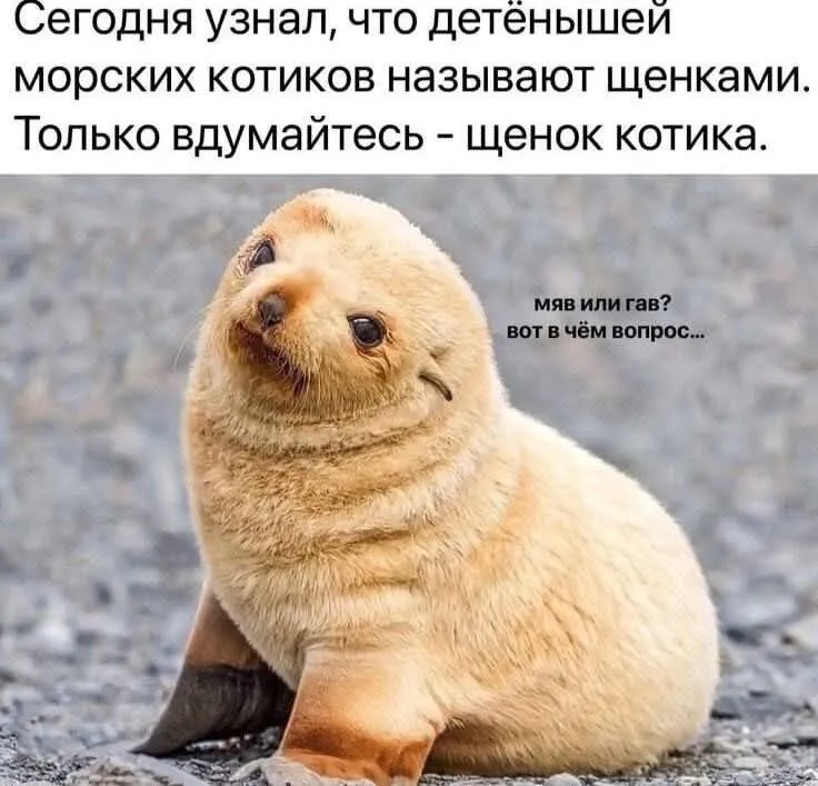Котики и щенки #2