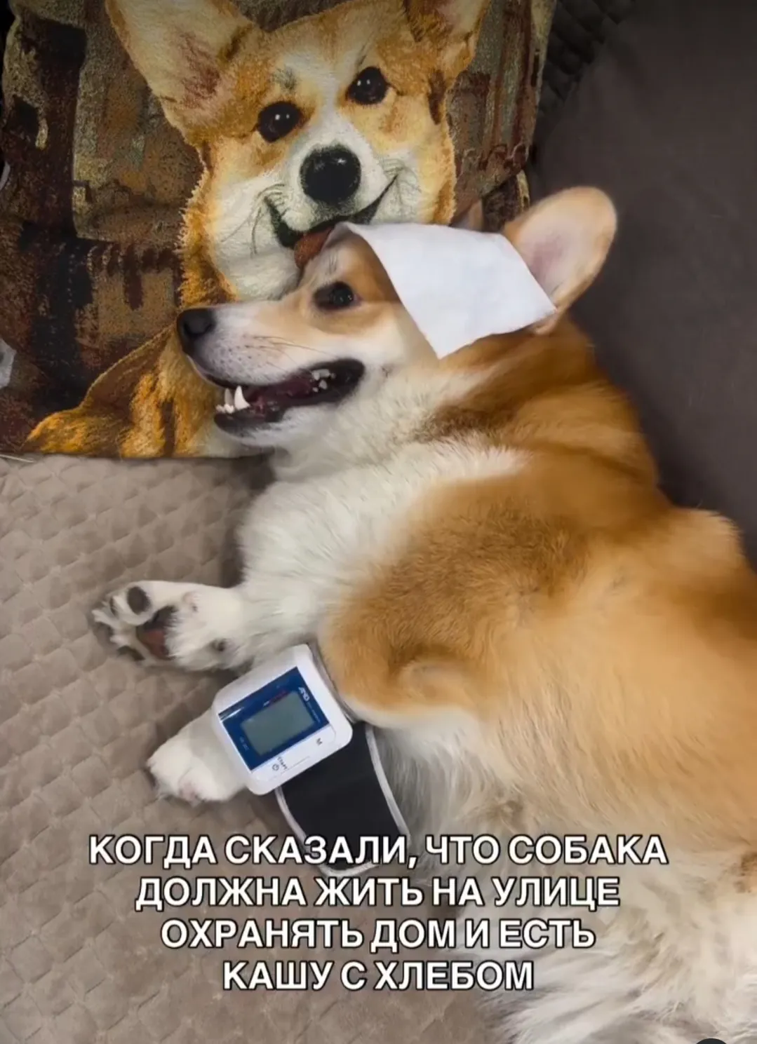 Я к вам с собачкой #2