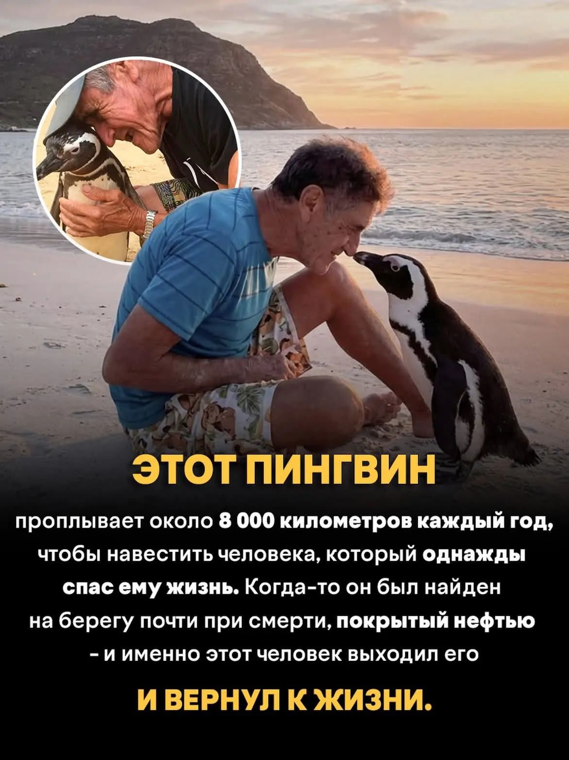 Пингвинья верность #2