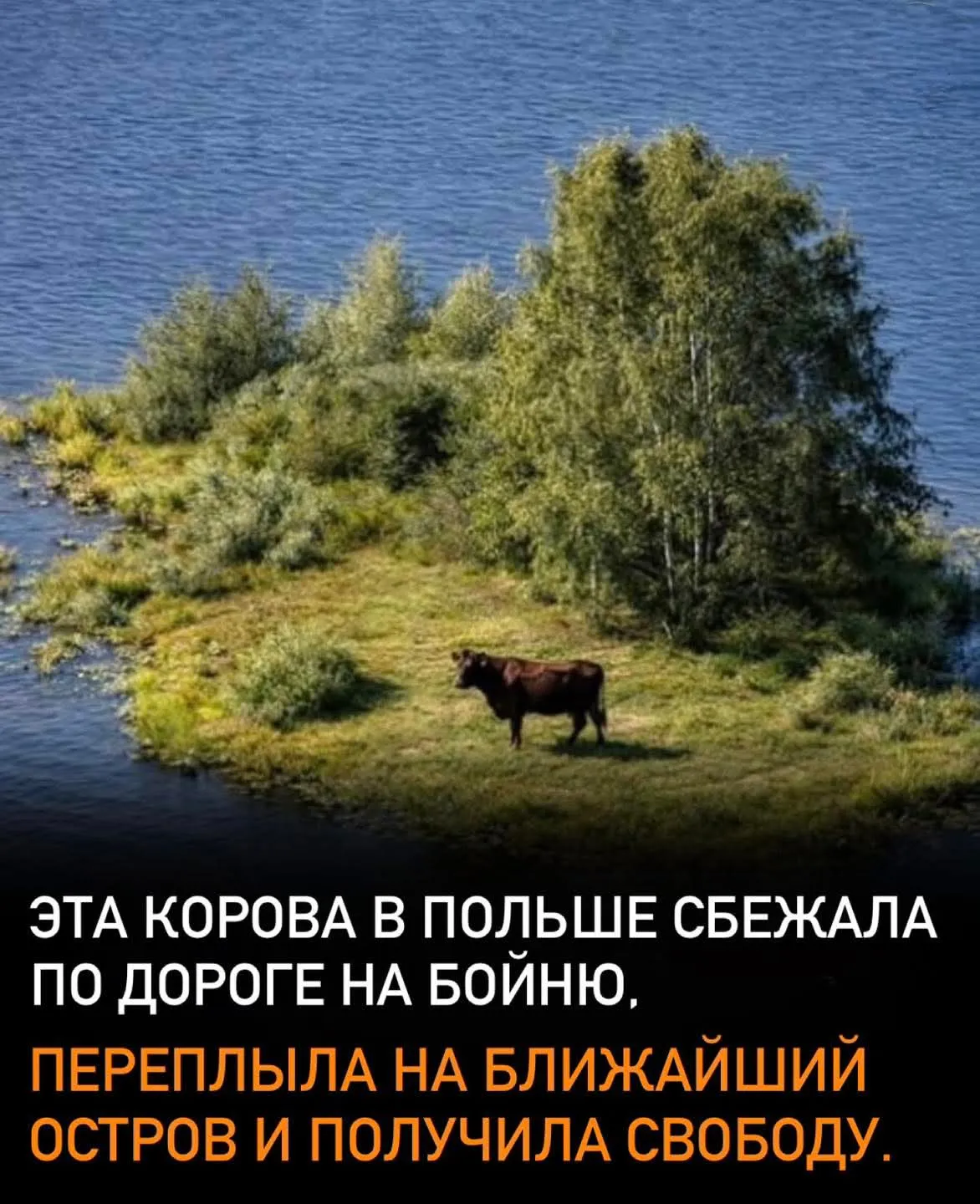 Спаслась и изменила жизнь #2