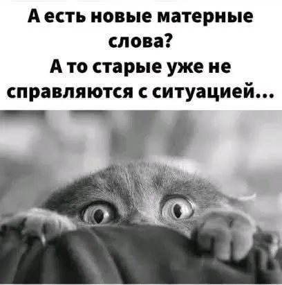 😆Юмор от кота #2