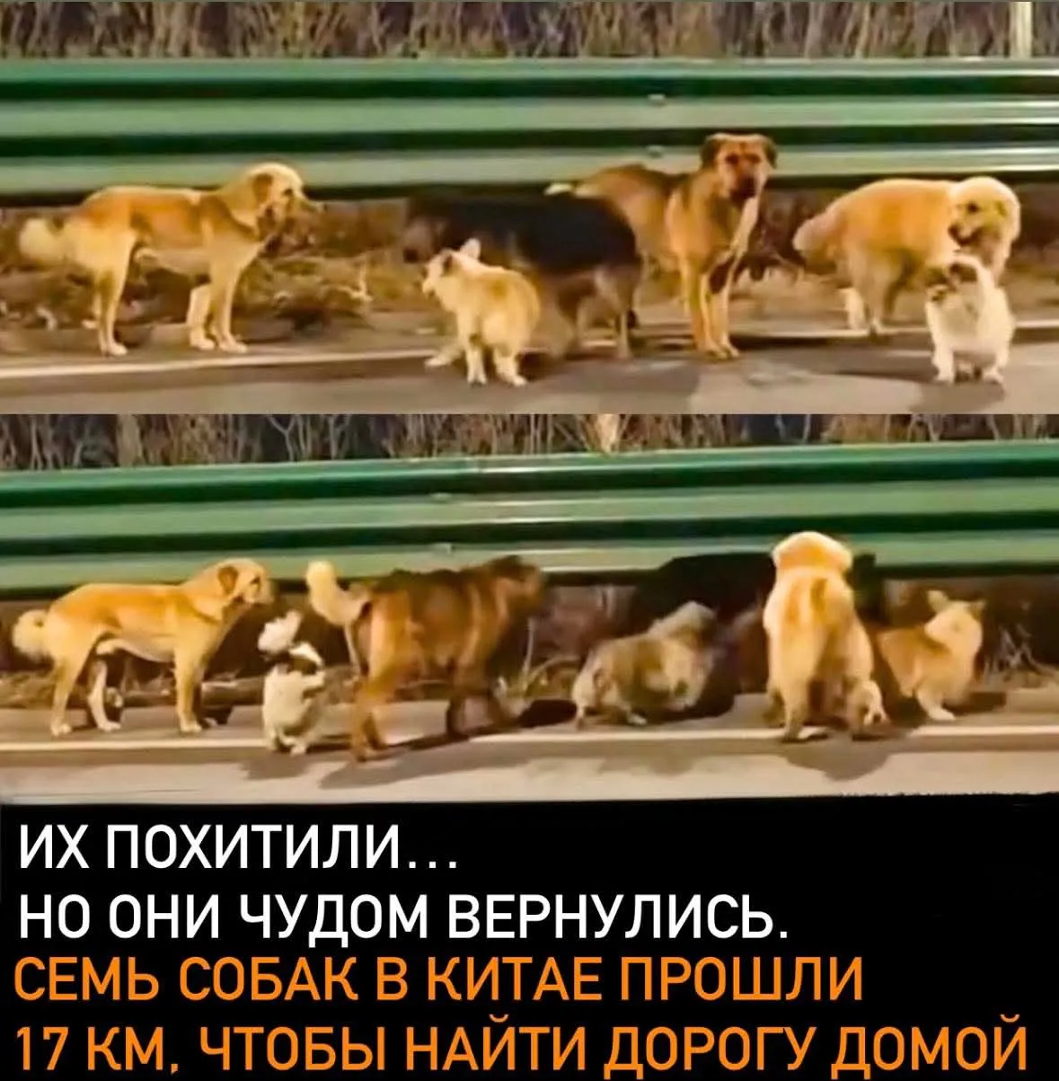 Семь похищенных собак прошли 17 км вместе и вернулись домой» #2