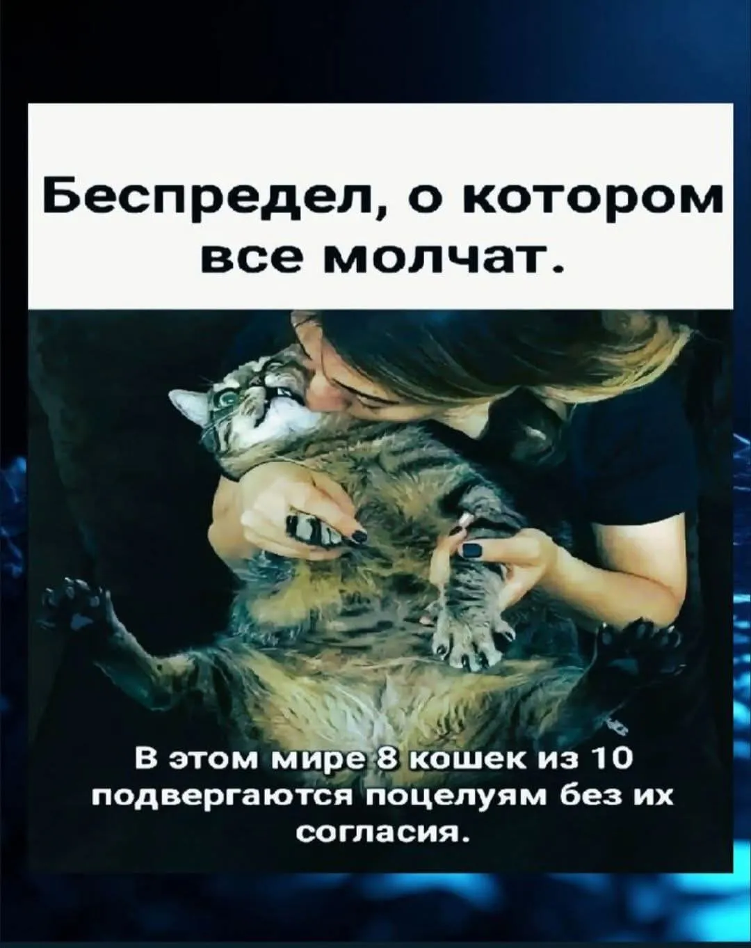 Кошачий беспредел #2