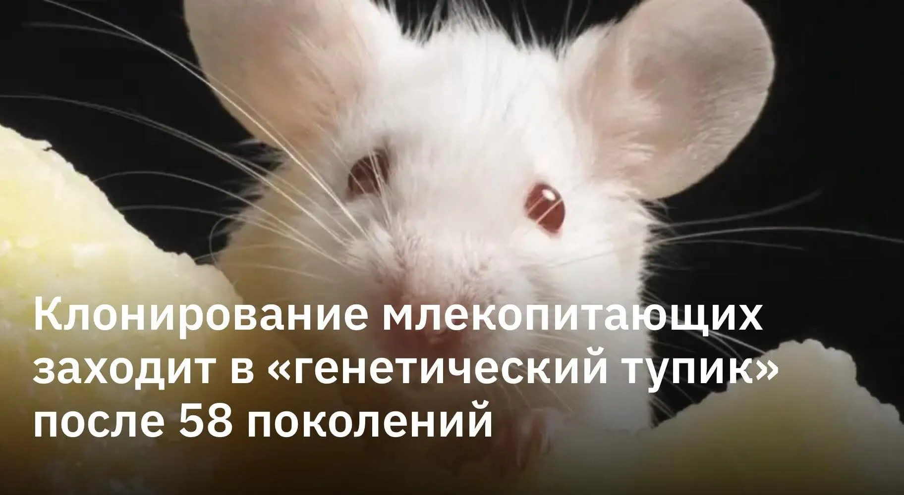 Пределы бесконечного клонирования млекопитающих: генетический тупик к 58‑му поколению и спасение через половое размножение #2