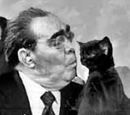 Про котов и брови. #2