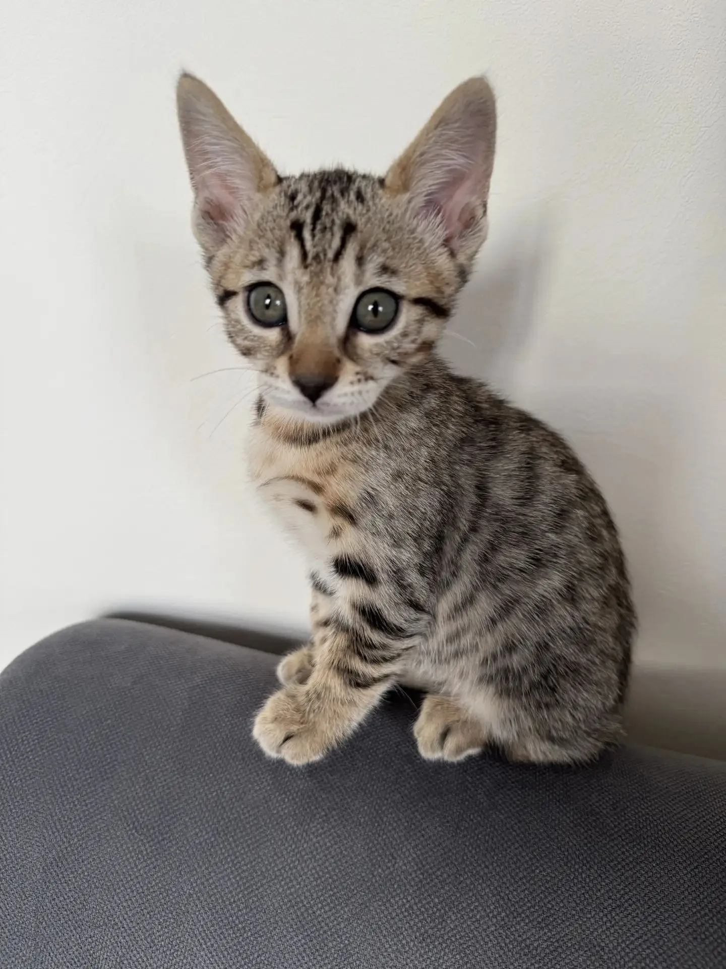 Скоро я стану кошатник #3