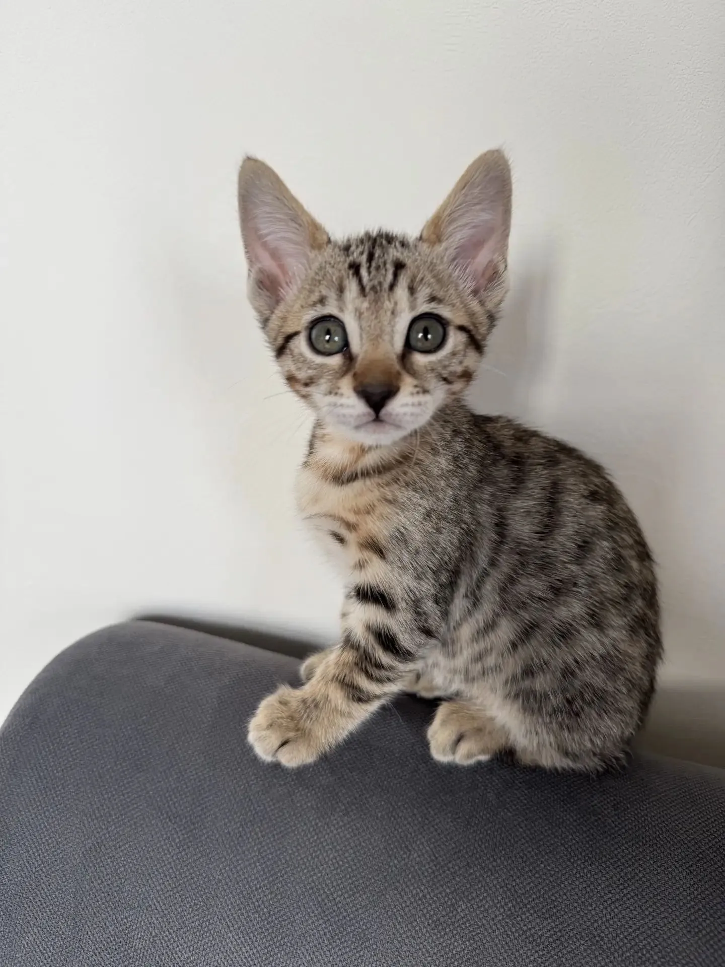 Скоро я стану кошатник #2