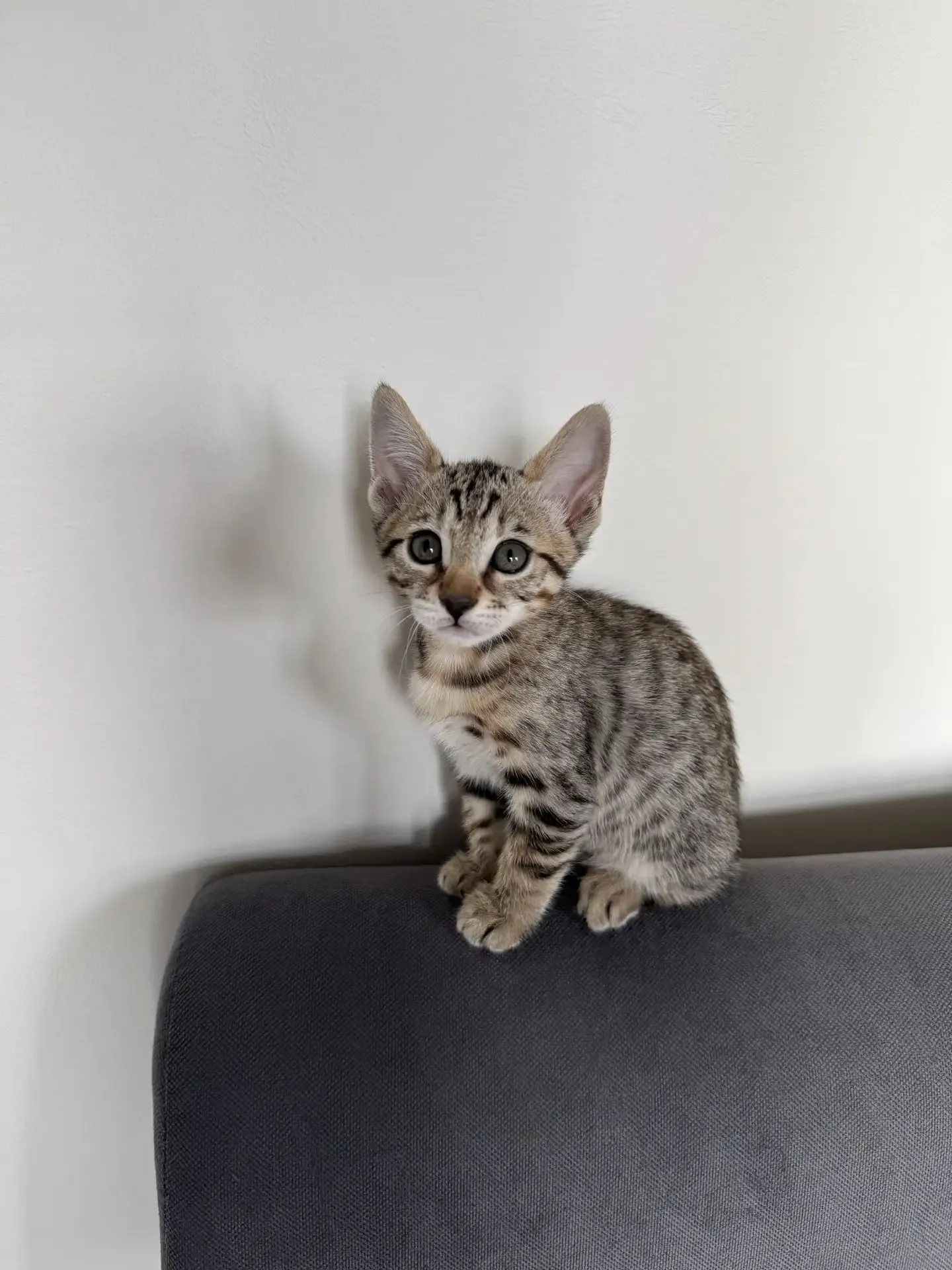 Скоро я стану кошатник #5