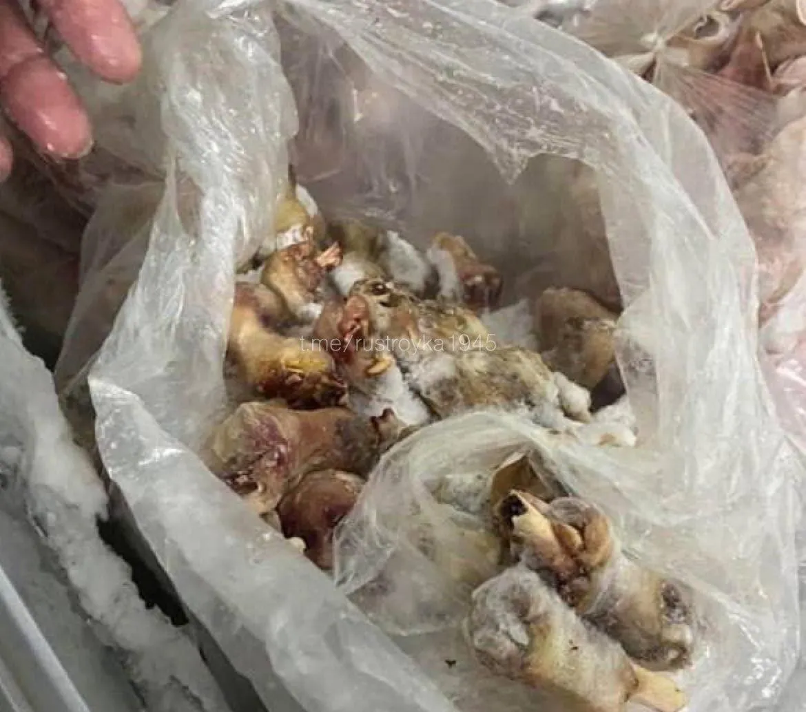 В Орле закрыли рыгальни, где продавали шаурму из мяса кошек и собак #3