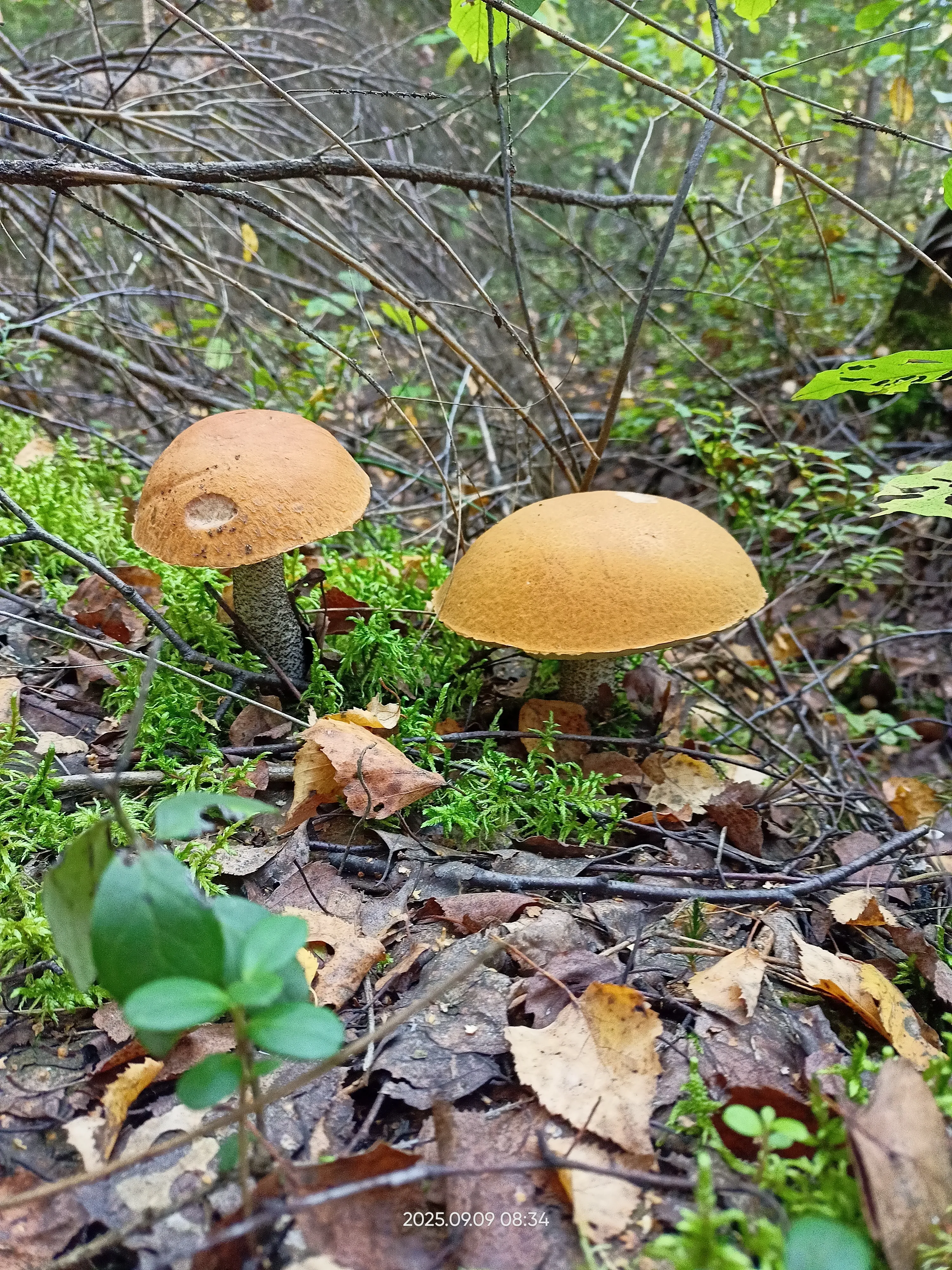 Много грибов этой осенью.  #3