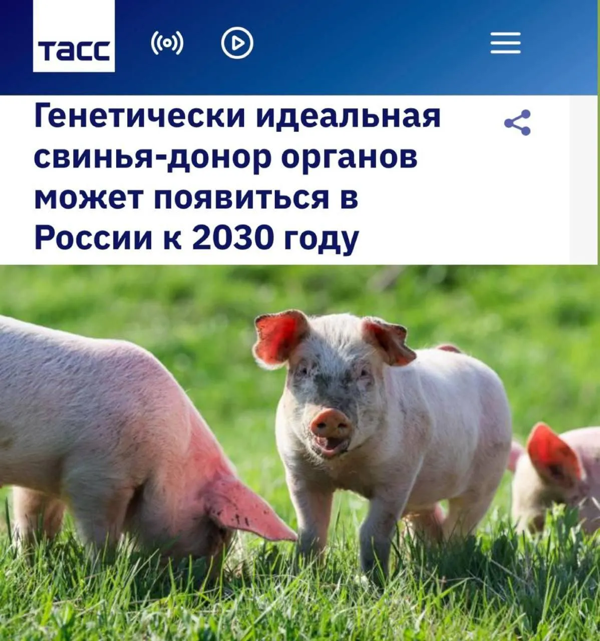 К 2030 году в России планируют генетически модифицированных свиней‑доноров для пересадки органов по ОМС #2