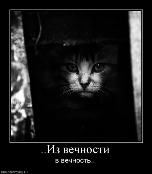 котопост #2