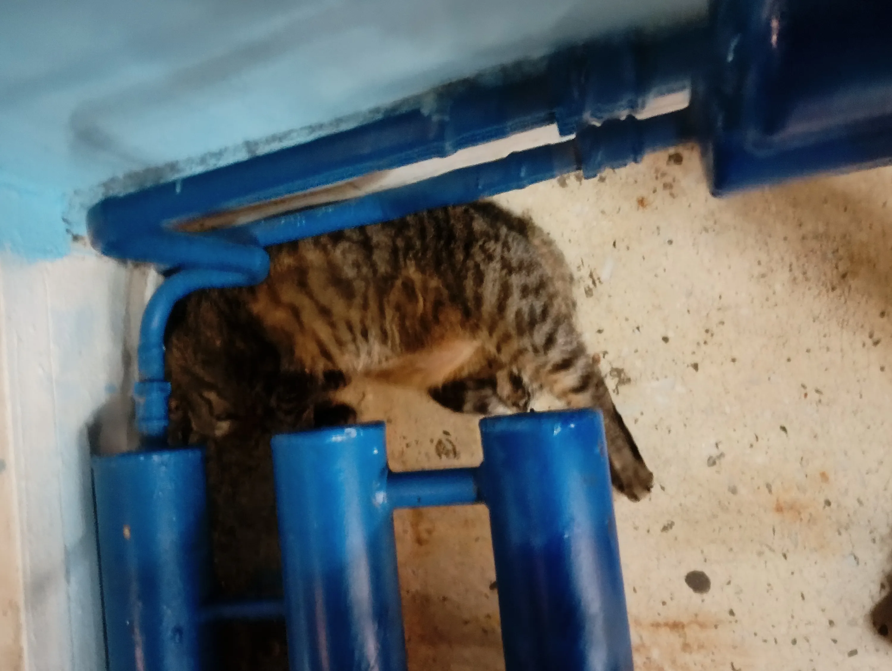 Кот из бассейна позировать отказался. 