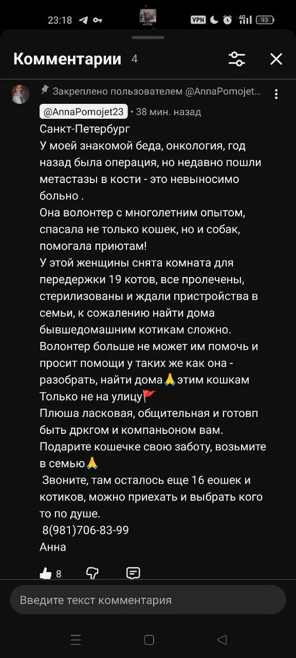 Коты. СПБ. Помощь #2