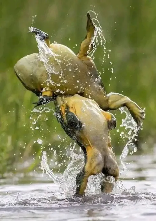 Среда, чуваки🐸 #1