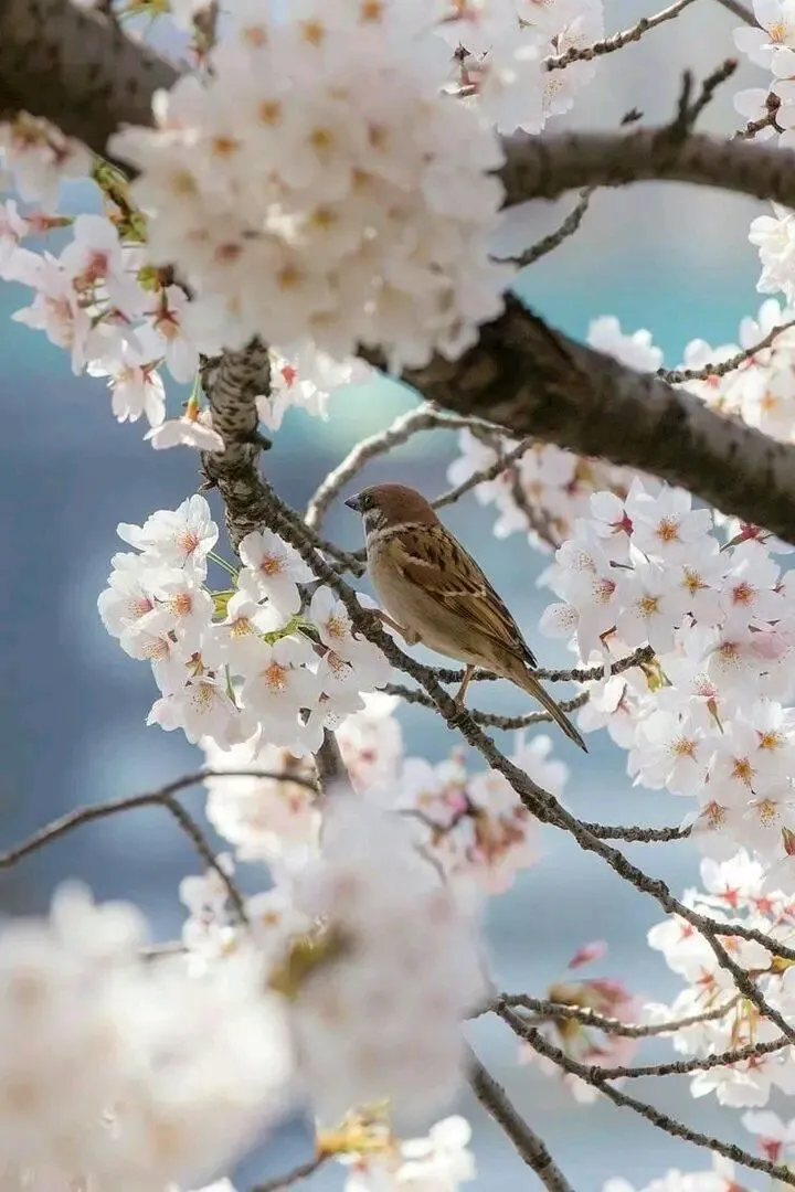 Весна🐦🌸🌺🌻 #1