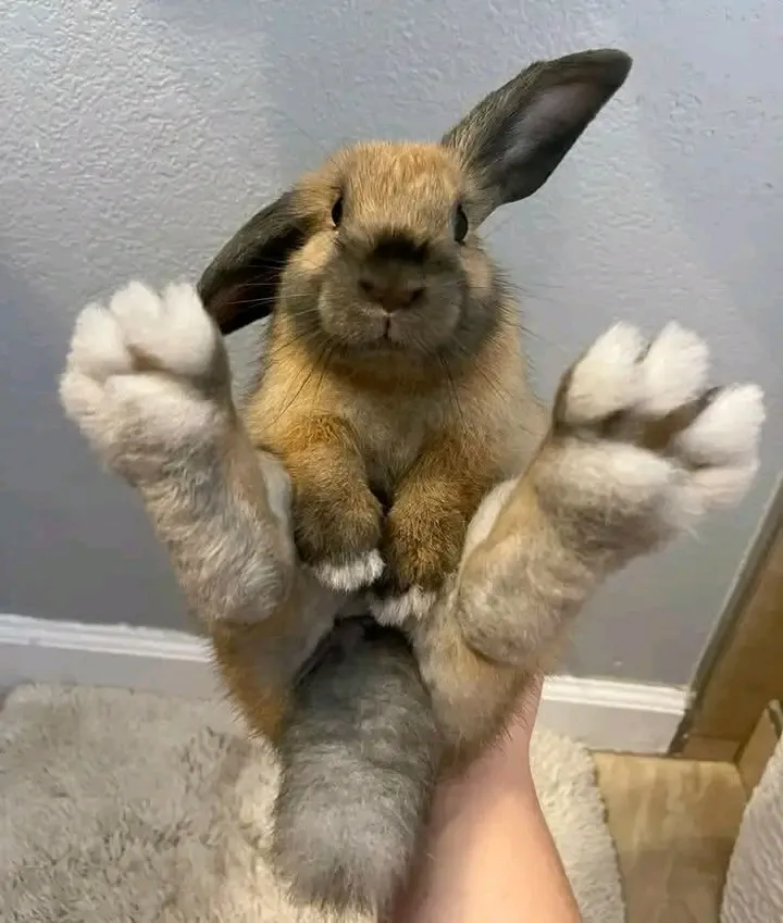 Косой 🐇🥰 #1