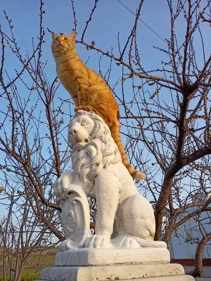 С Добрым Утром🌞🐾🐾 #2