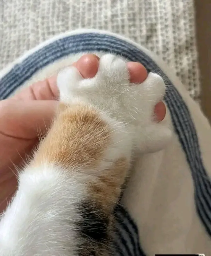 С Добрым Утром🌞🐾 #1
