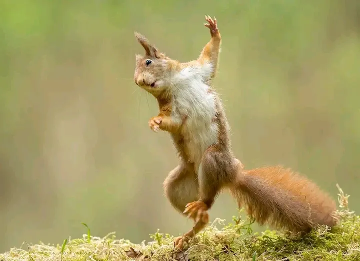 🐿😉👍 #1