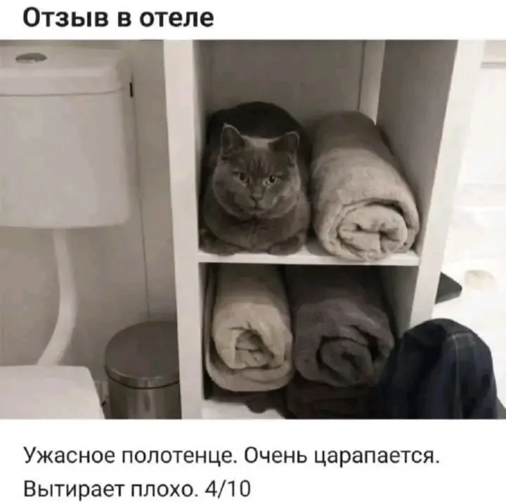 🤣👍🐾 #1