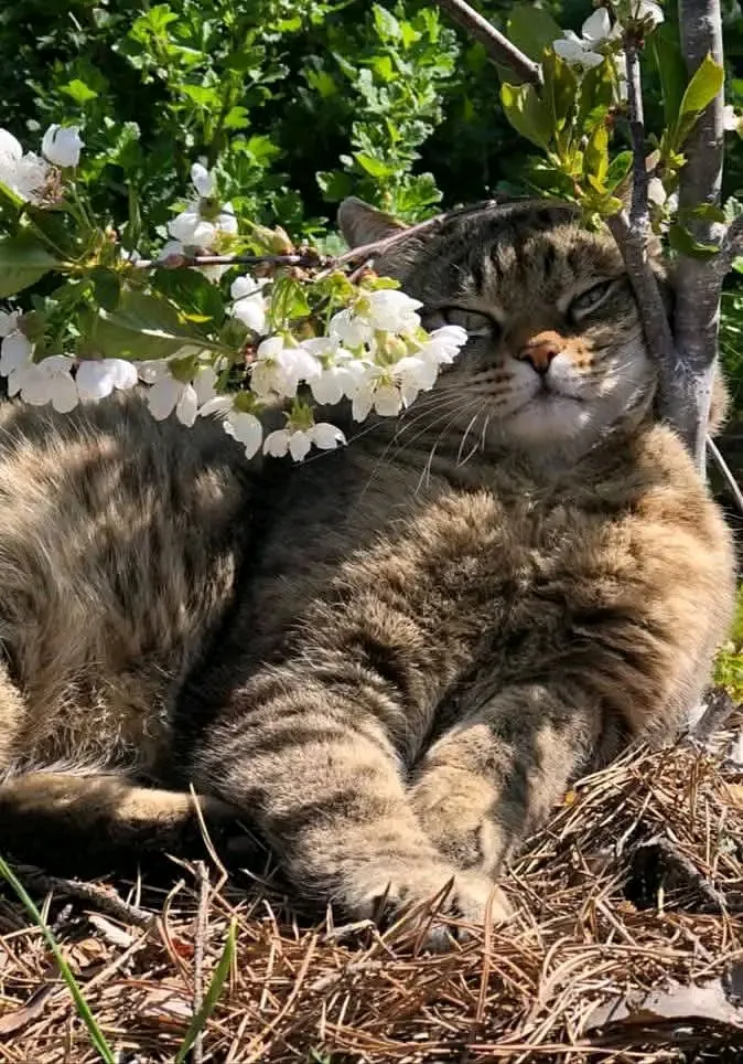 С Добрым Утром🌞🐾 #1