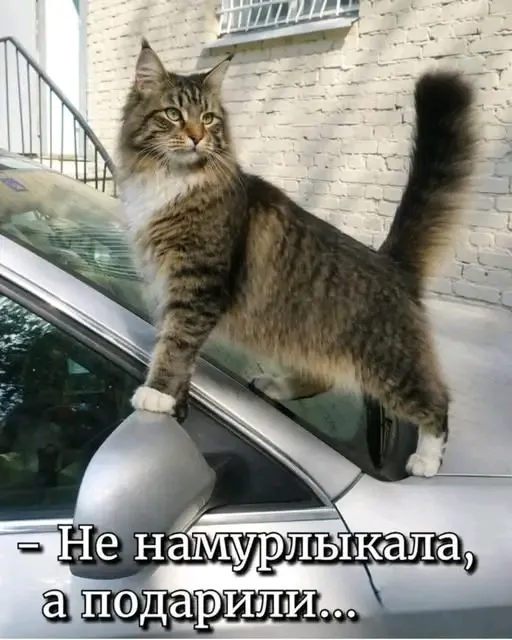 😉👍🥰🐾 #1