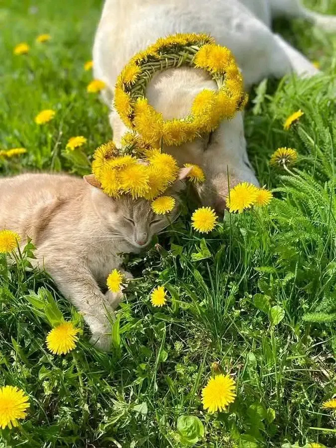 С Добрым Утром 🌞🐾 #1