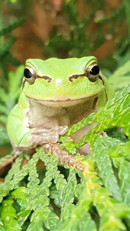 Среда, чуваки 🐸 #1